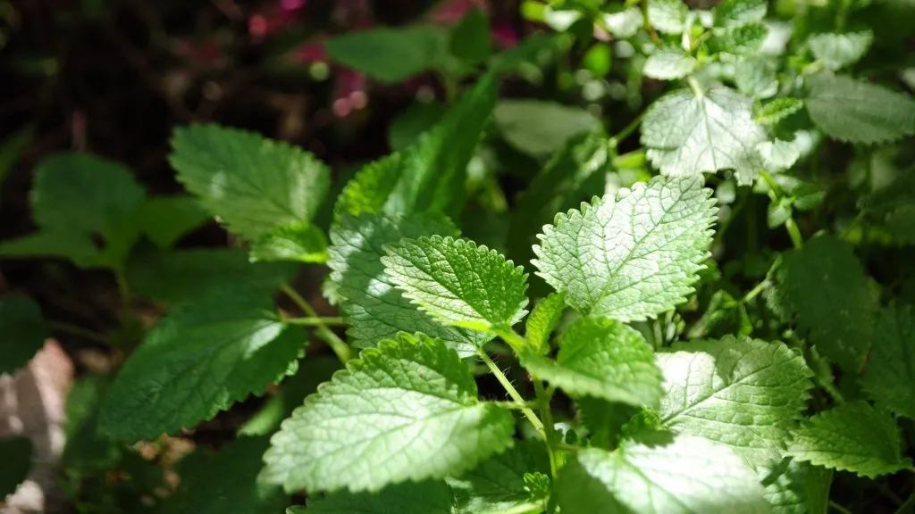 Mint Tulip Cocktail Faqs