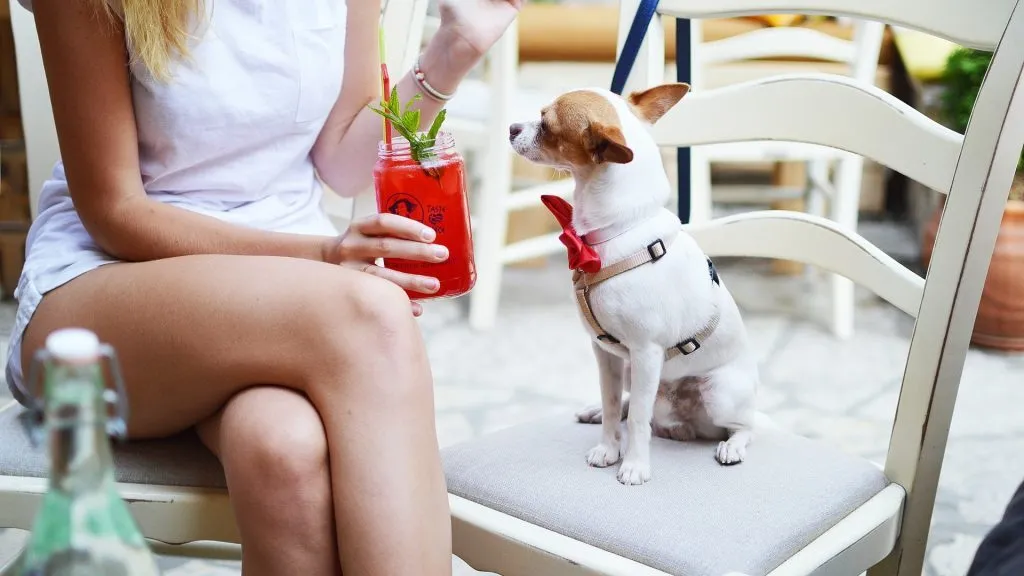 Ingridients For Skinny Salty Dog