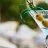 Dirty Martini Cocktail Recipe