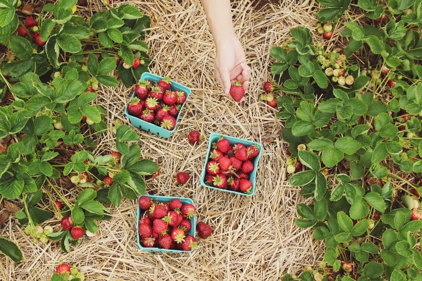 Educate Yourself About Toxins in Food