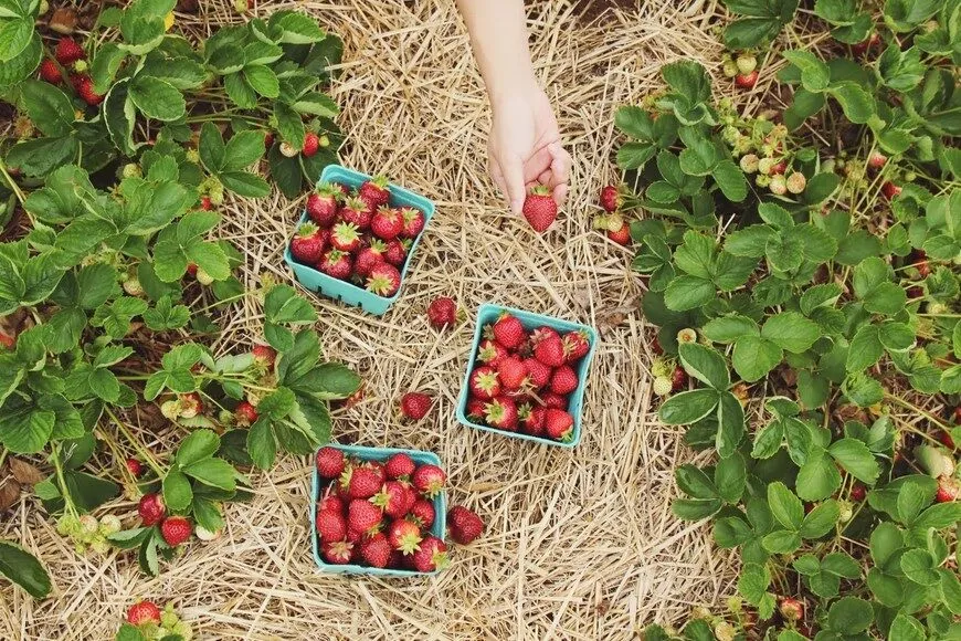 Educate Yourself About Toxins in Food