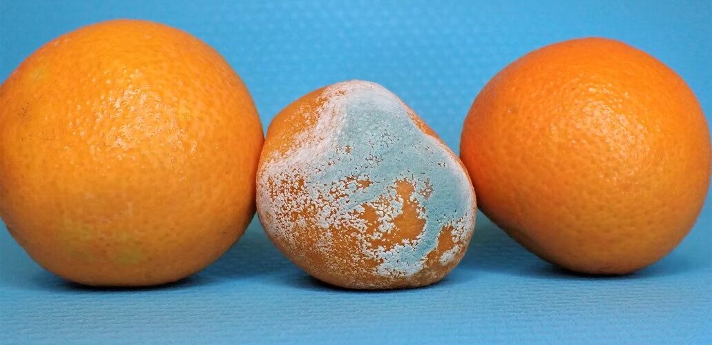 Protect Yourself Against Harmful Food Toxins in 6 Easy Steps
