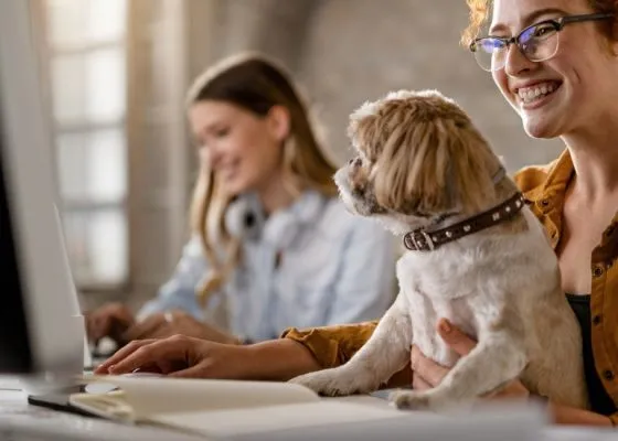 Pet Friendly Bed And Breakfasts